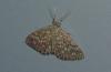 Scopula tessellaria